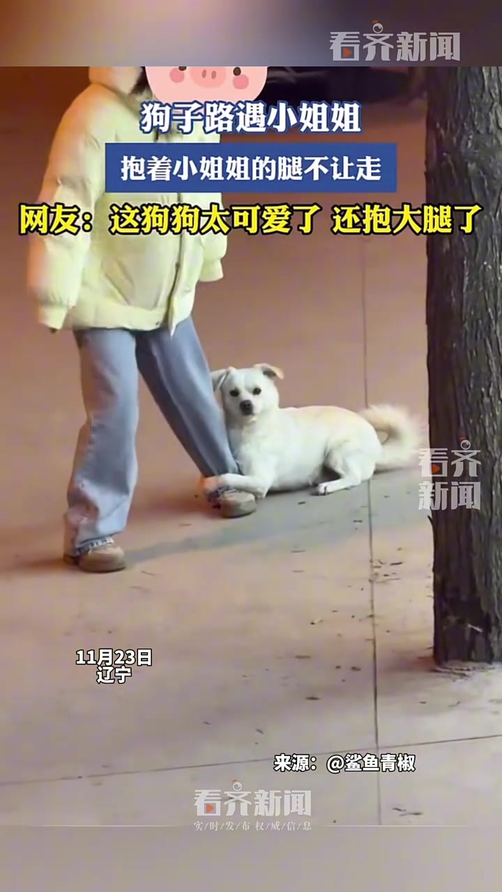 狗子路遇小姐姐抱着小姐姐的腿不走