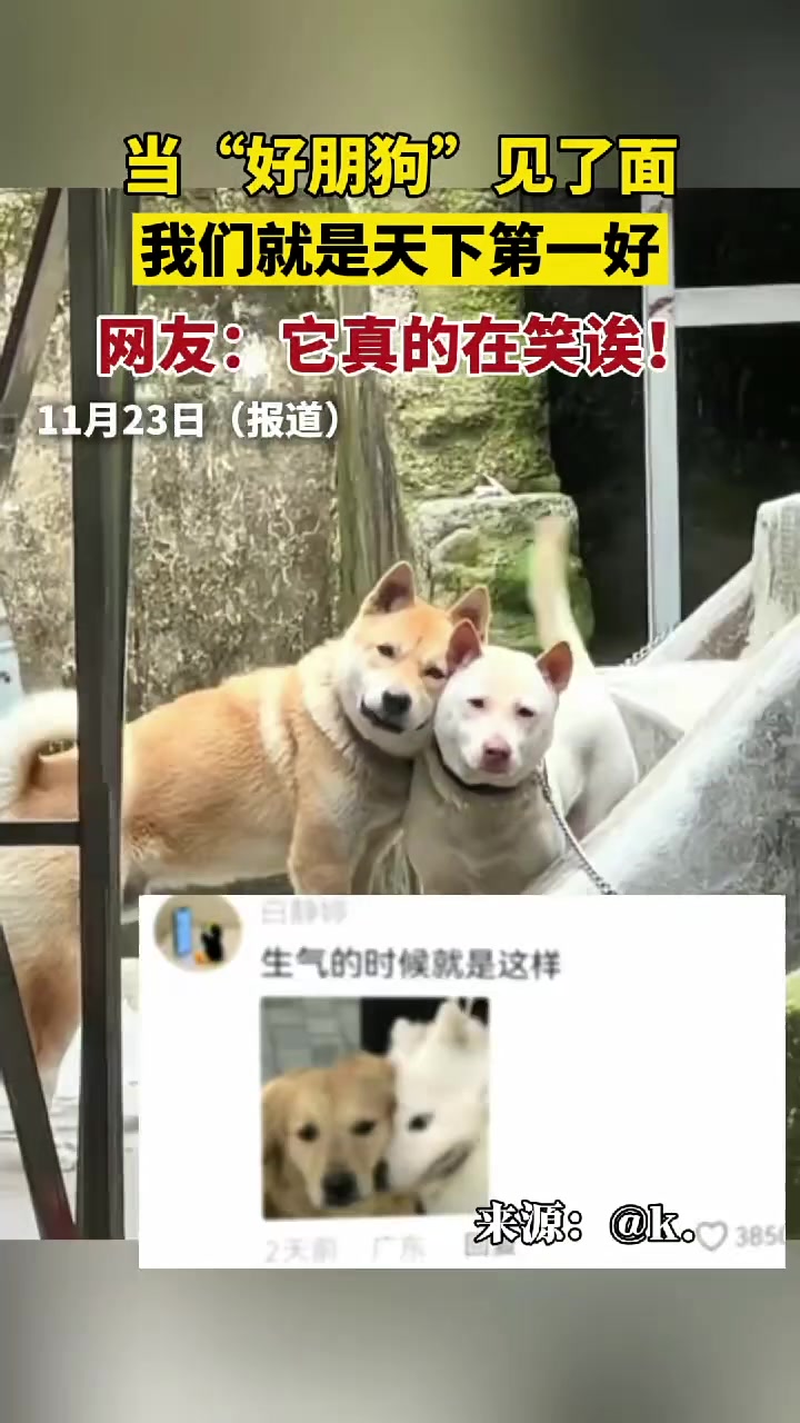 当“好朋狗”见了面，快乐都要溢出屏幕了！