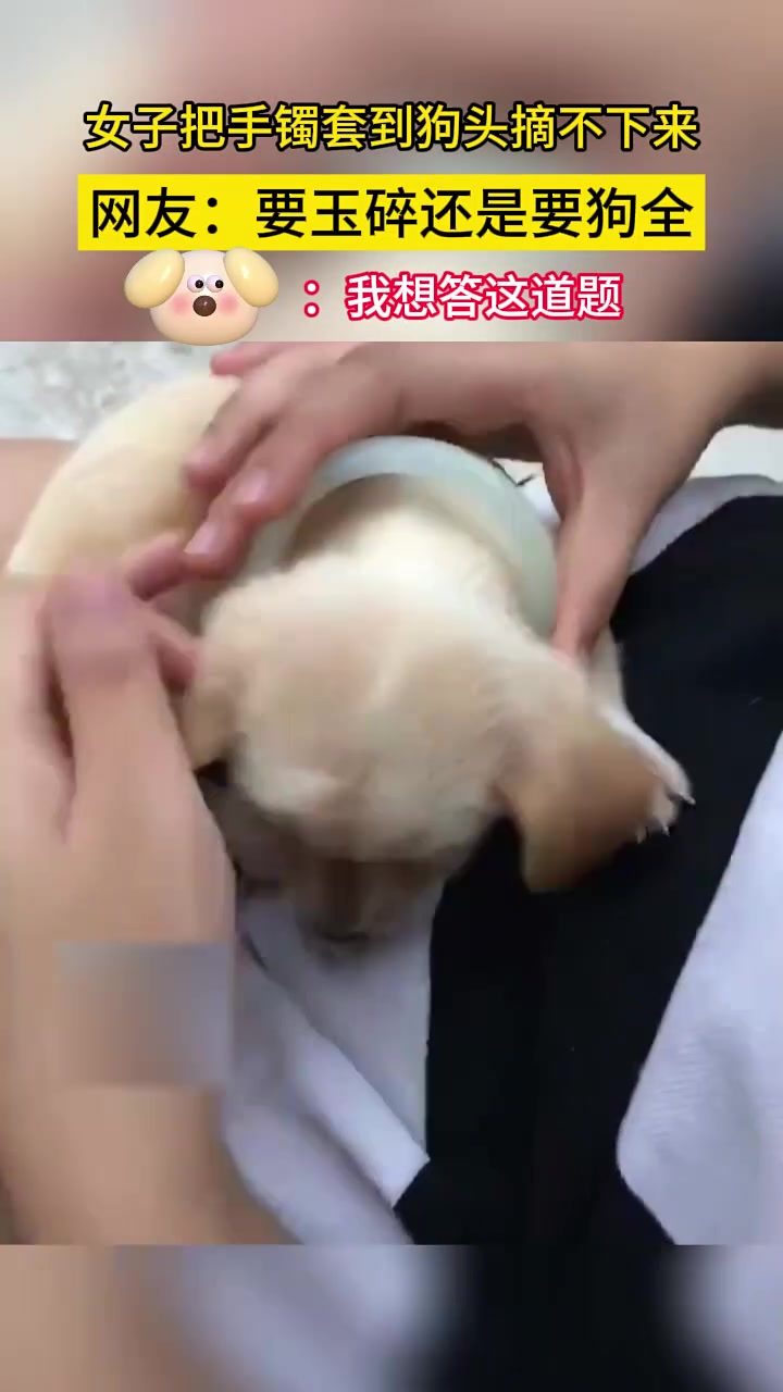 女子把手镯套到狗头摘不下来，网友：要玉碎还是要狗全