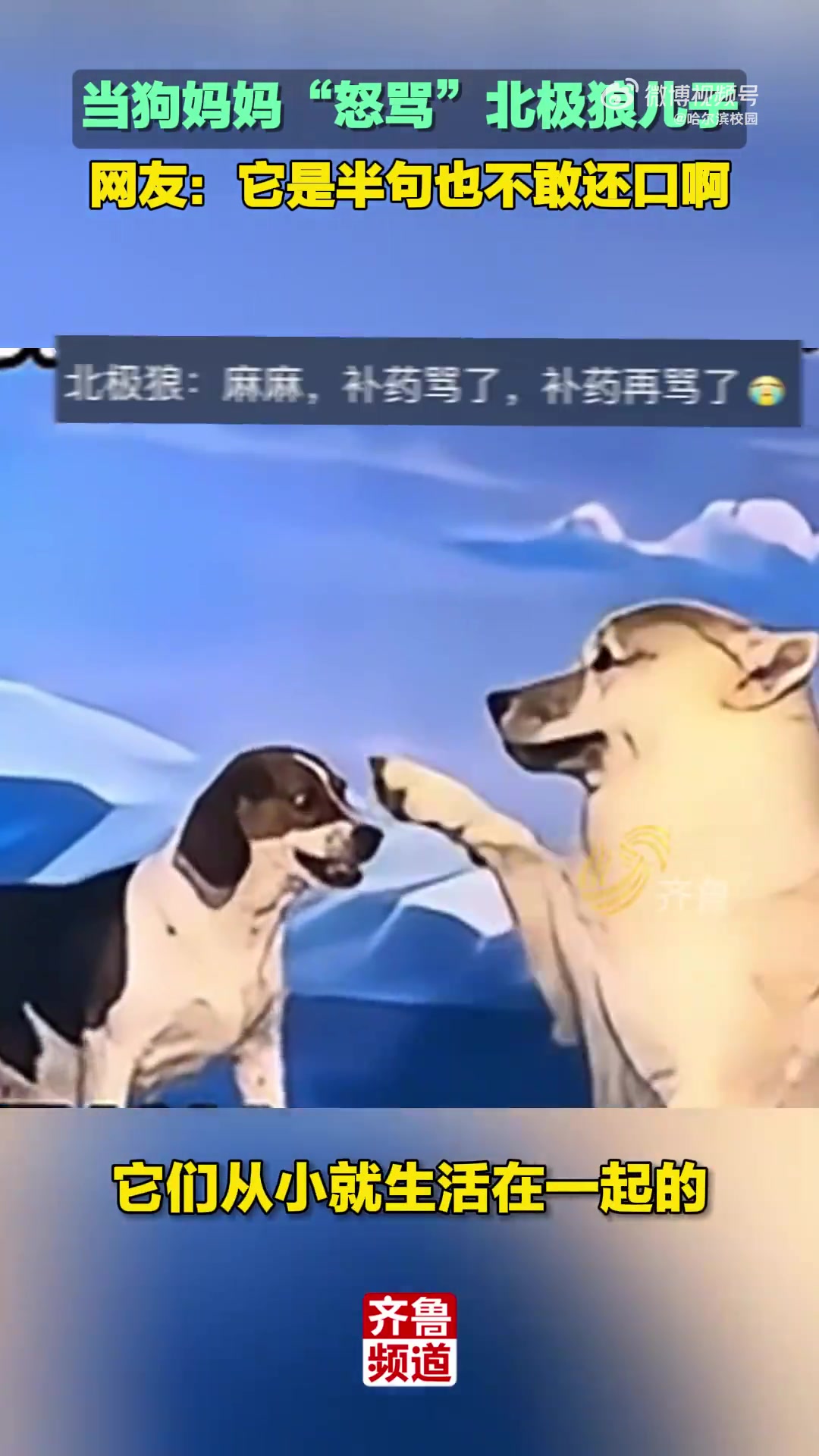 当狗妈妈怒骂北极狼儿子，狗狗是克隆狼代孕妈妈