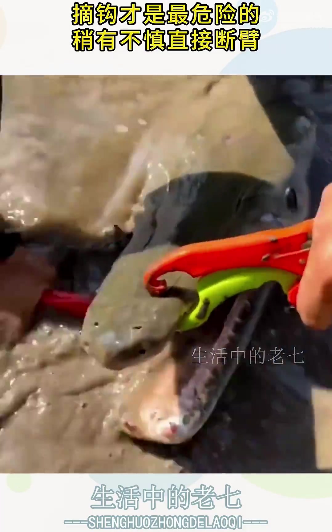 钓到鳄雀鳝时，摘钩才是最危险的，稍有不慎直接断臂！