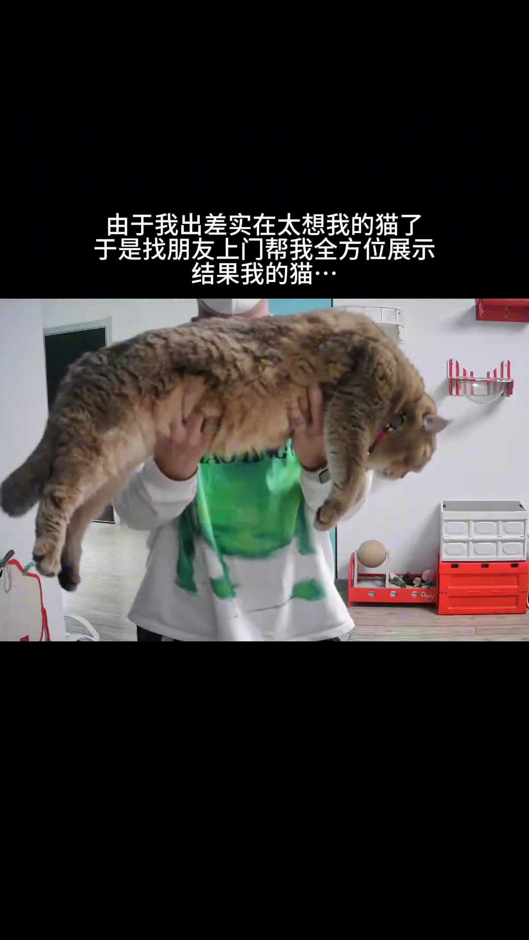 出差后朋友帮忙展示小猫的情况，笑死我了