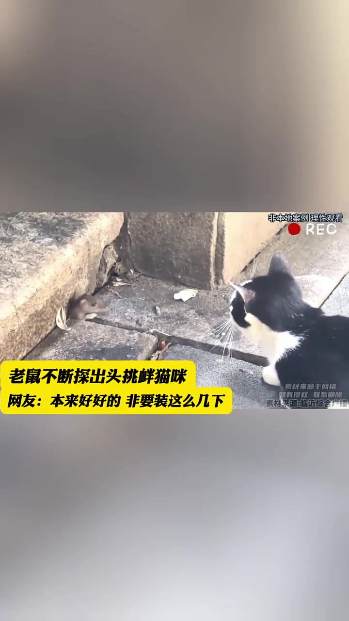 老鼠不断探出头挑衅猫咪，网友：本来好好的非要装这么几下
