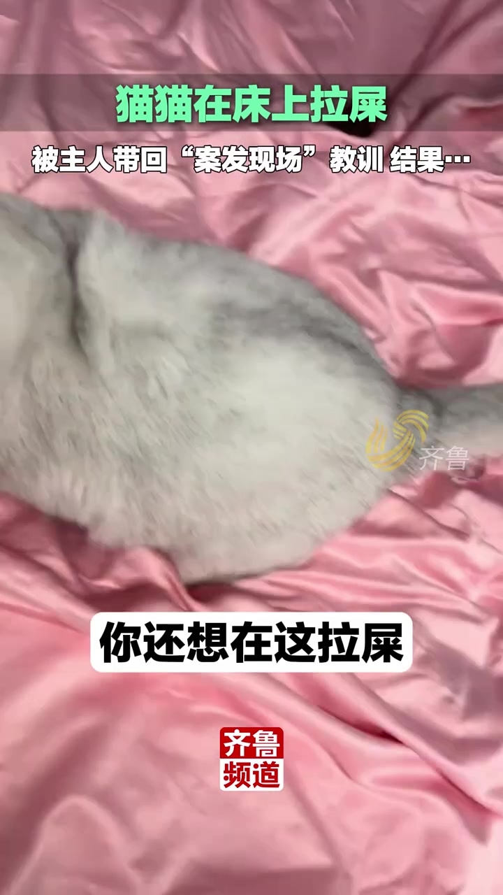 猫咪在床上排便，被主人带回“案发现场”教训结果