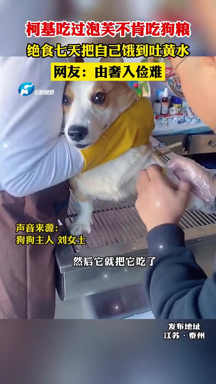 柯基吃过泡芙不肯吃狗粮，绝食七天把自己饿到吐黄水！！！