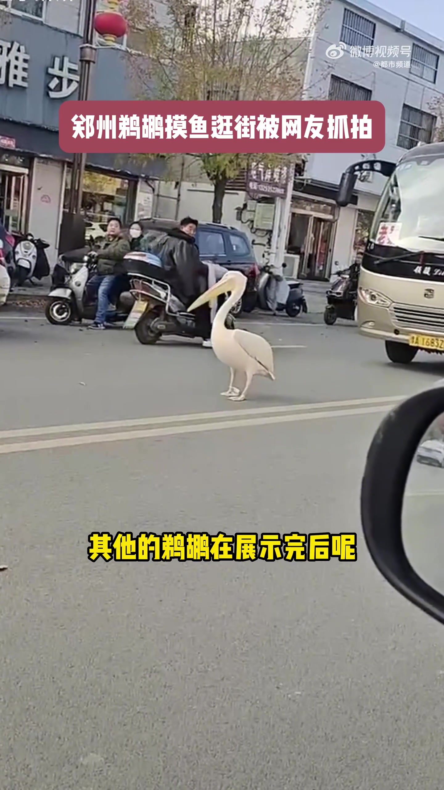 郑州银基动物王国的鹈鹕在行为展示期间偷跑