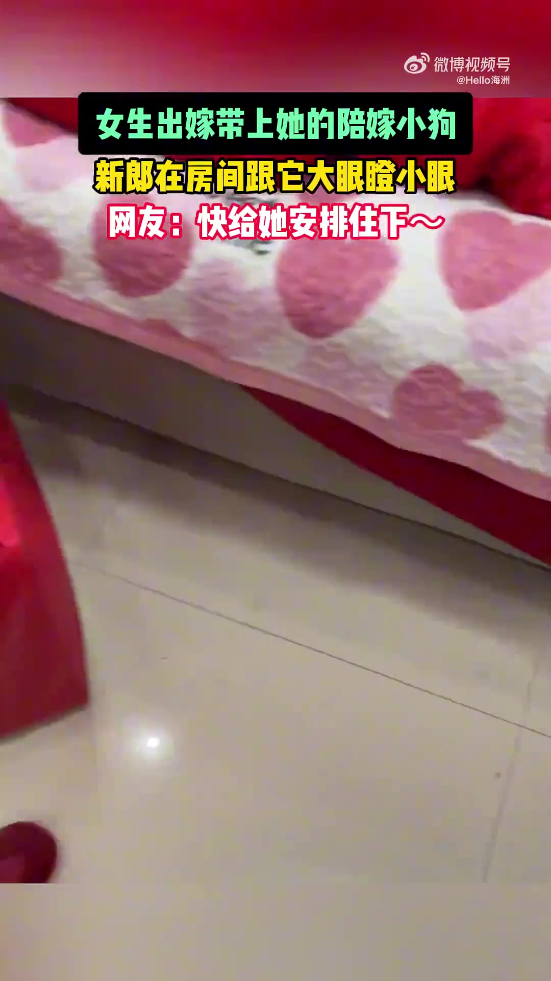 女生出嫁带上她的陪嫁小狗，新郎在房间跟它大眼瞪小眼