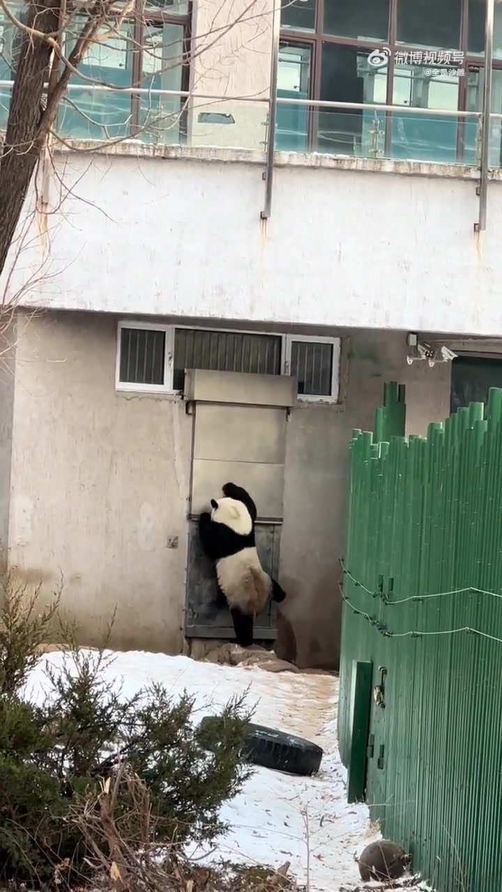 什么时候看到熊猫下班能不笑