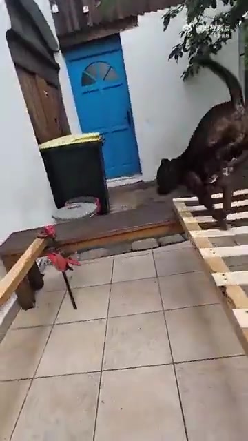 这狗会杂技
