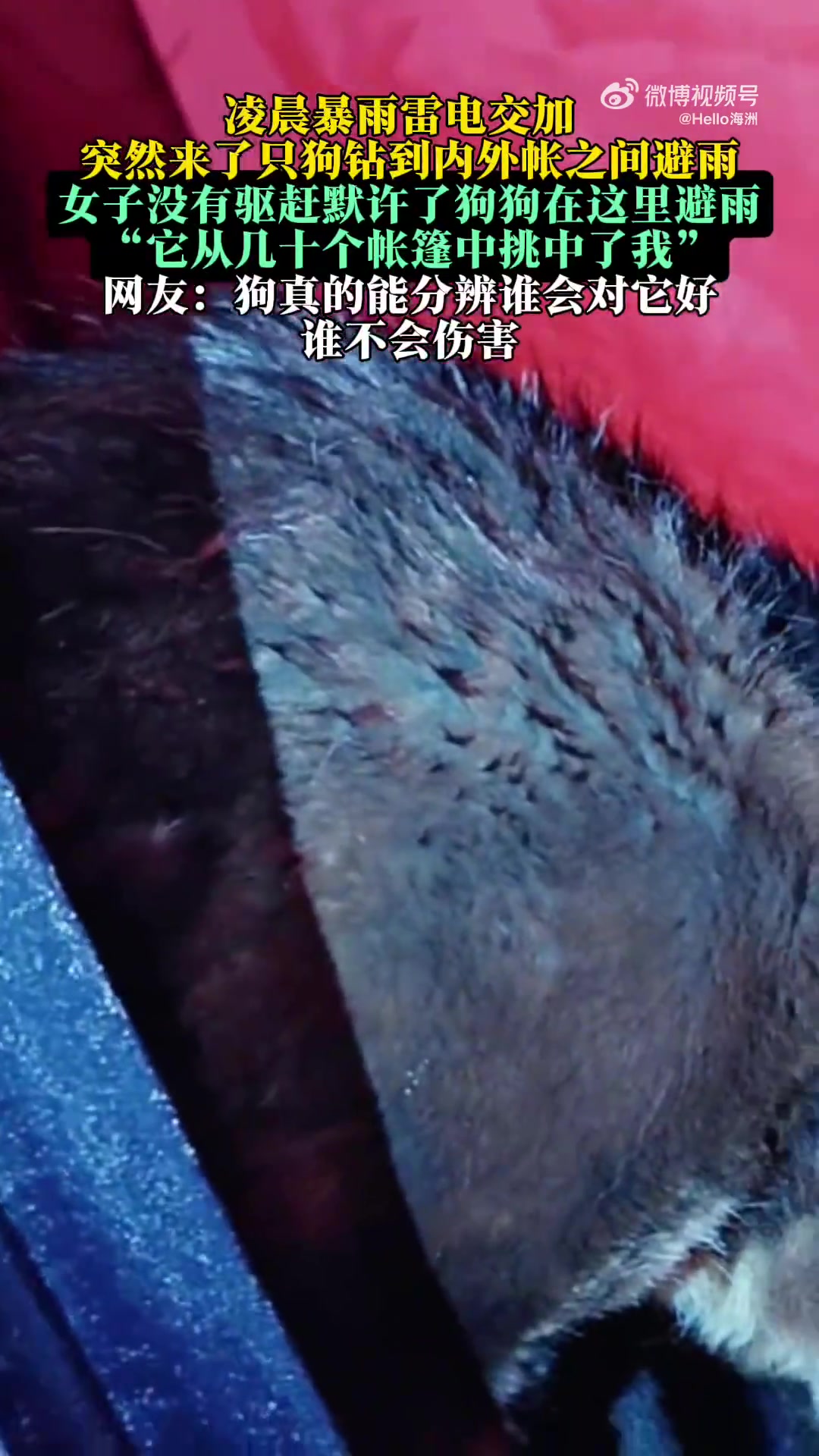 凌晨暴雨雷电交加突然来了只狗钻到内外帐之间避雨女子没有驱赶