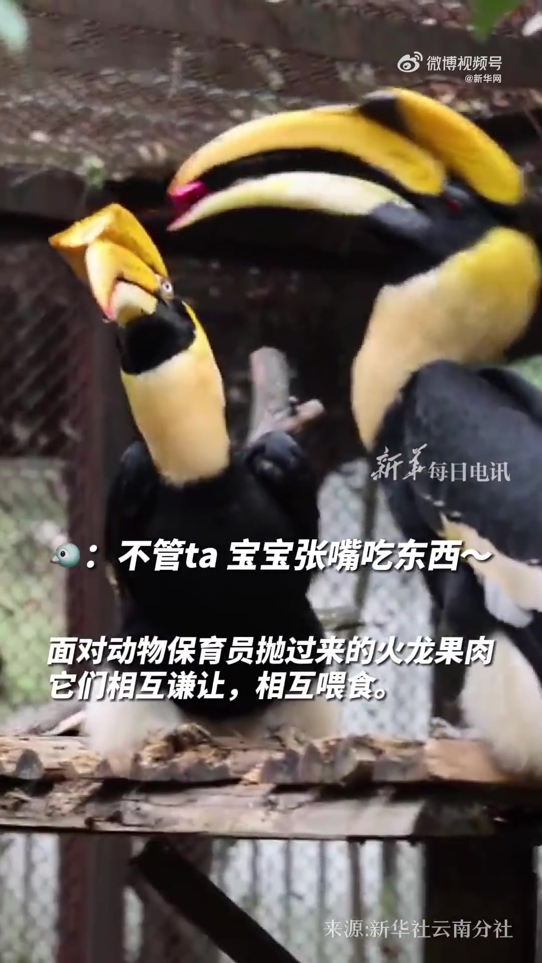云南野生动物园双角犀鸟夫妻当众相互喂食秀恩爱