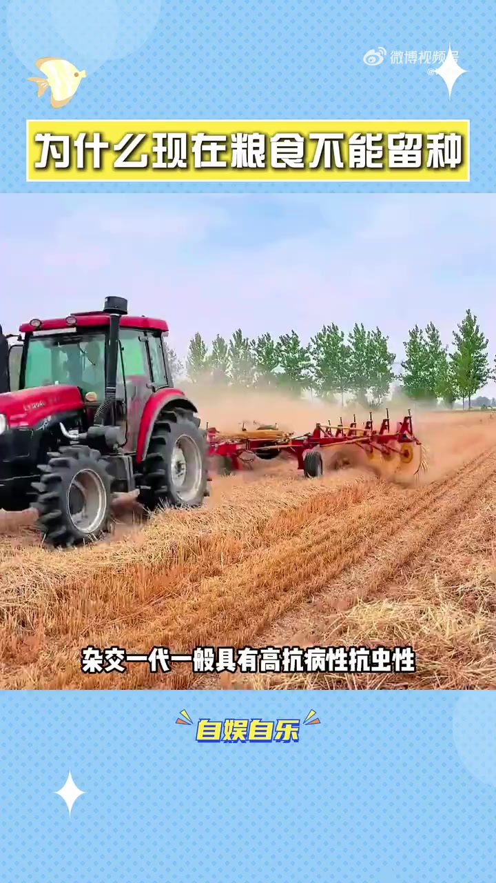 为什么现在的粮食大多不能留种