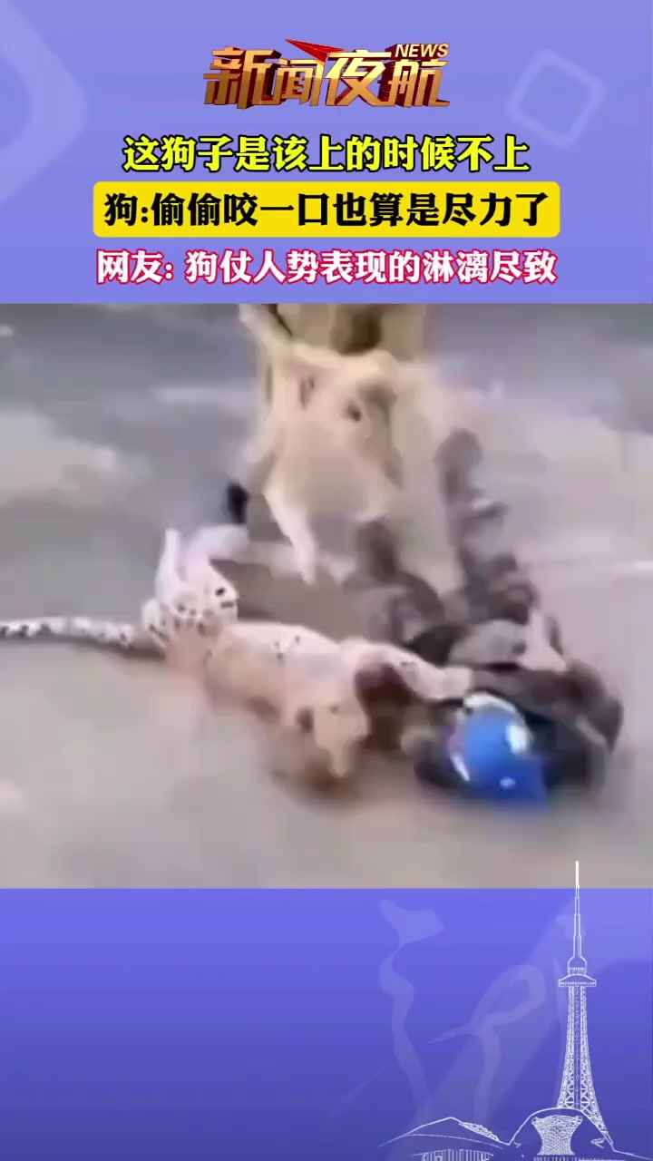 这狗子是该上的时候不上不该上的时候上！
