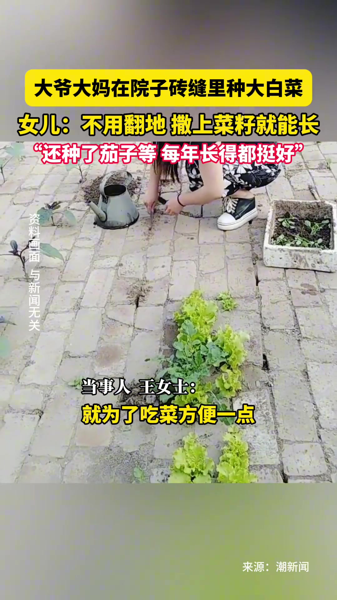 大爷大妈在院子砖缝里种大白菜