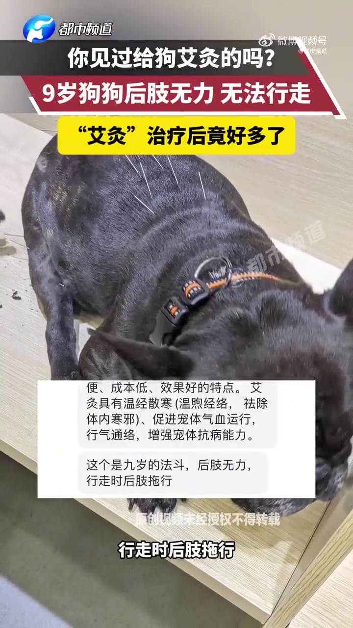 9岁的狗狗后肢无力，行走困难，“艾灸”治疗后竟然好多了！