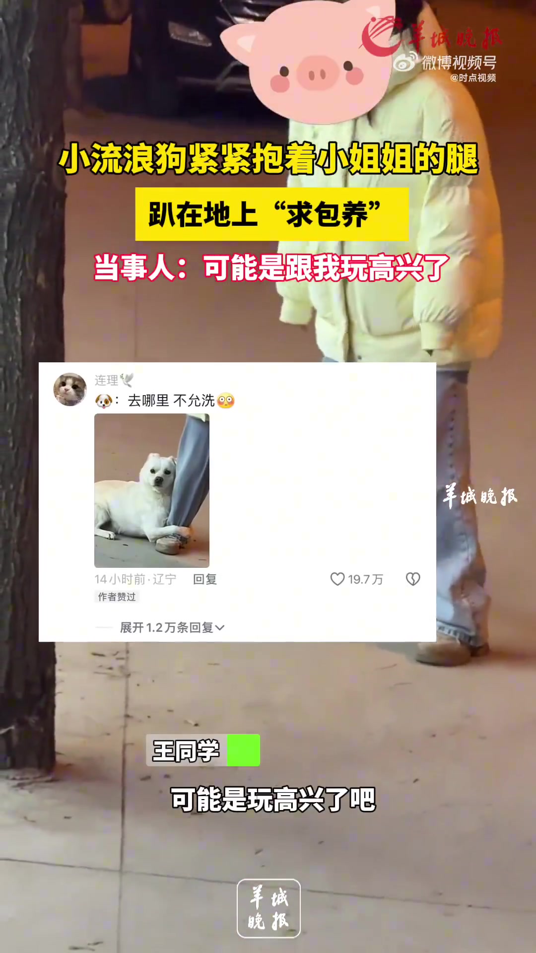 小流浪狗紧紧抱着小姐姐的腿