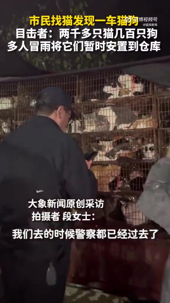 市民找猫发现一车猫猫狗狗