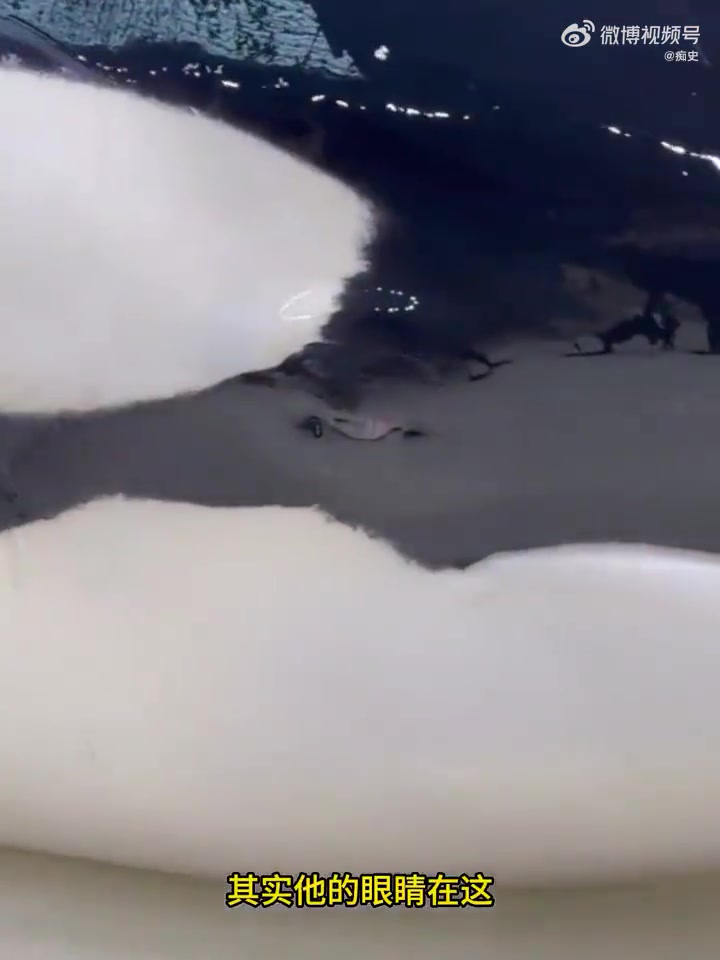 给大家科普下，这玩意是哺乳动物不是鱼类，鱼类没这么聪明