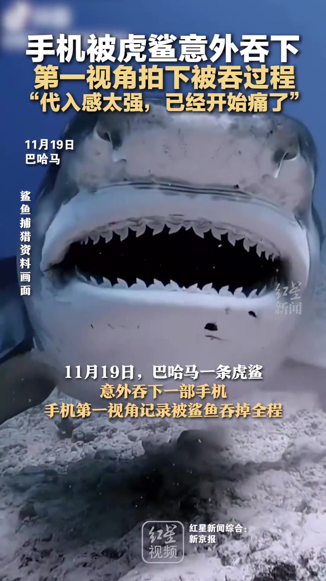 第一视角拍下被虎鲨吞下过程，网友：代入感太强，已经开始痛了