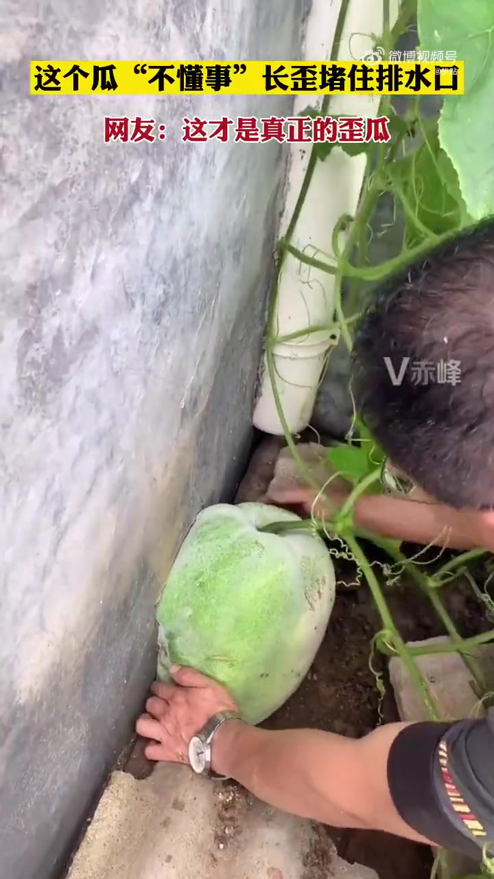 这才是真正的歪瓜！