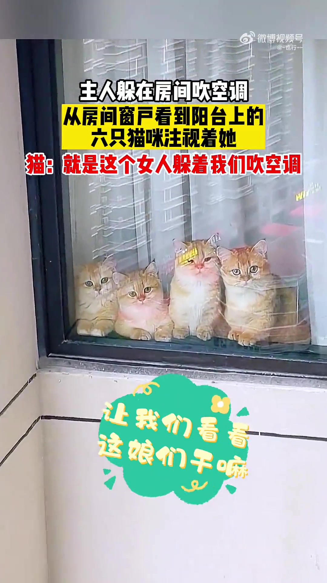 主人躲在房间吹空调，从房间窗户看到阳台上的六只猫咪注视着她