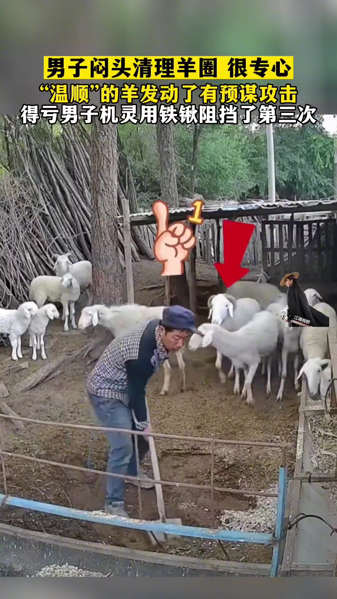男子闷头清理羊圈，温顺的羊发动了有预谋的攻击