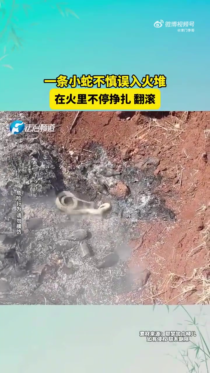 一条小蛇不慎误入火堆，在火里不停挣扎翻滚！