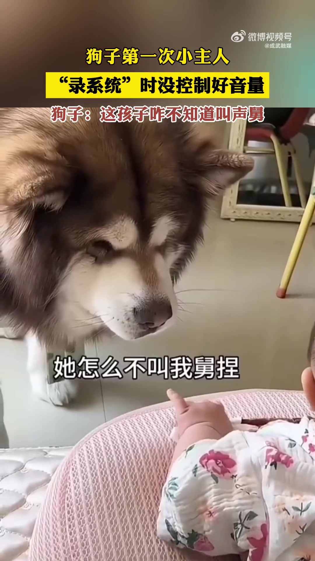 狗子第一次见小主人，“录系统”时没控制好音量