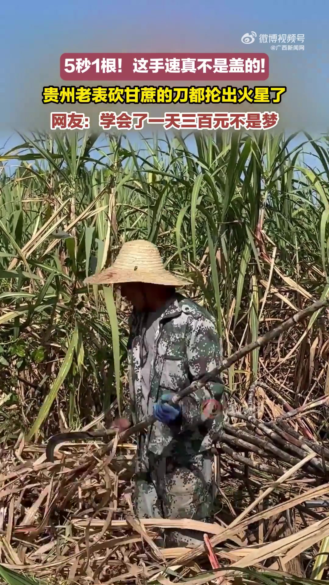 贵州老表砍甘蔗5秒1根