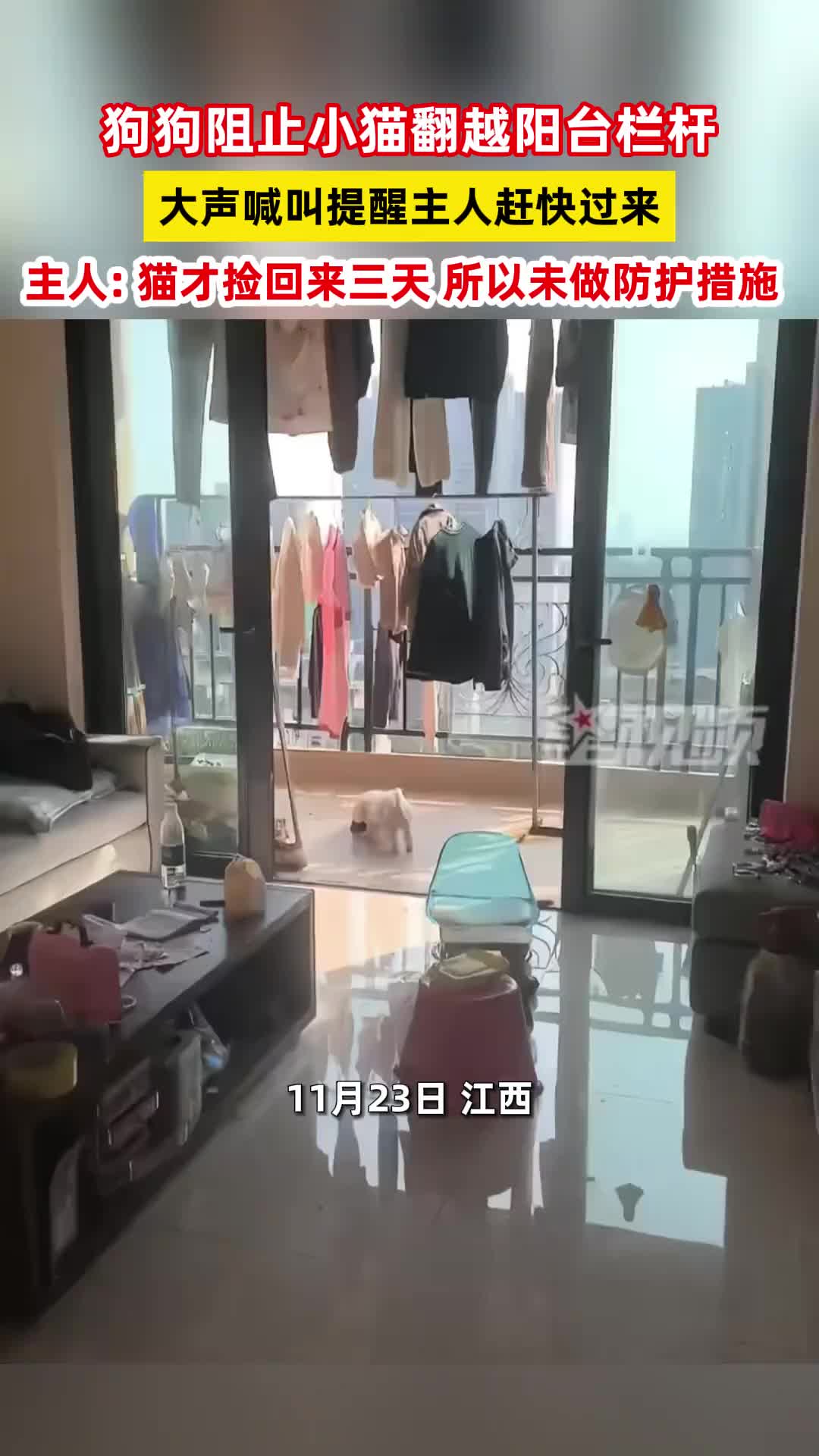这是一条好狗啊！！