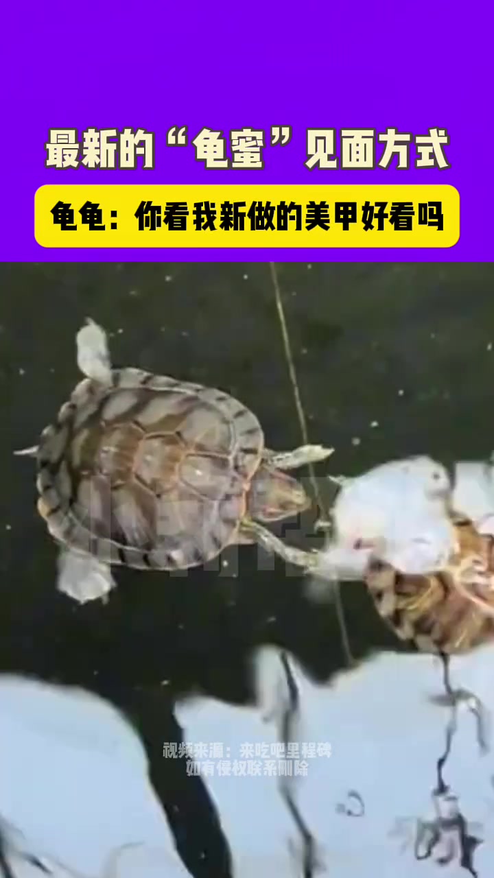 最新的“龟蜜”见面方式，你见过吗