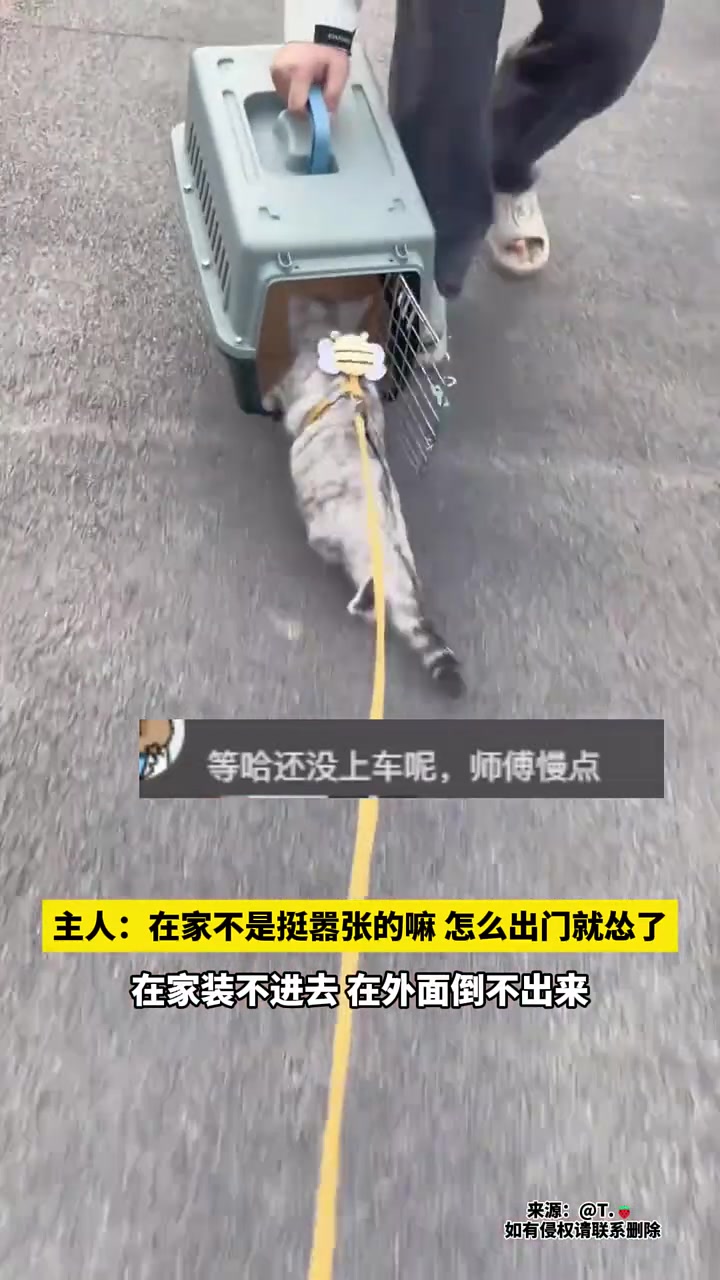 主人：在家装不进去，在外面倒不出来！猫咪：我社恐