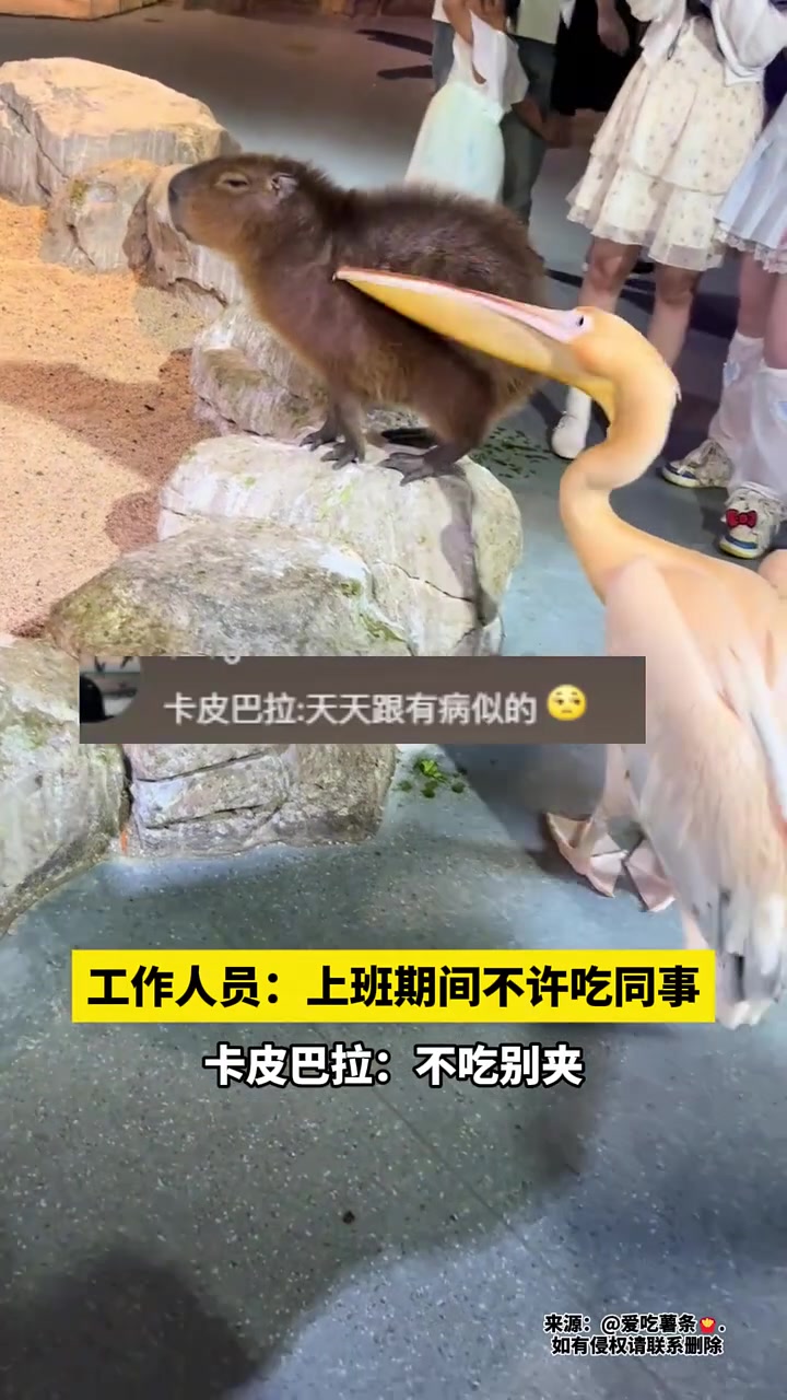 上班时间不许吃同事！卡皮巴拉：不吃别夹