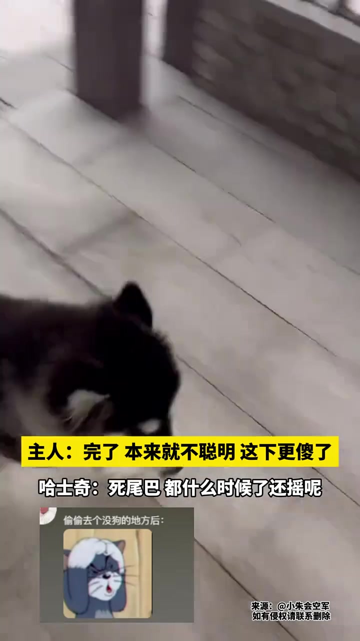 一看就是纯种的！死尾巴！都什么时候了还摇呢