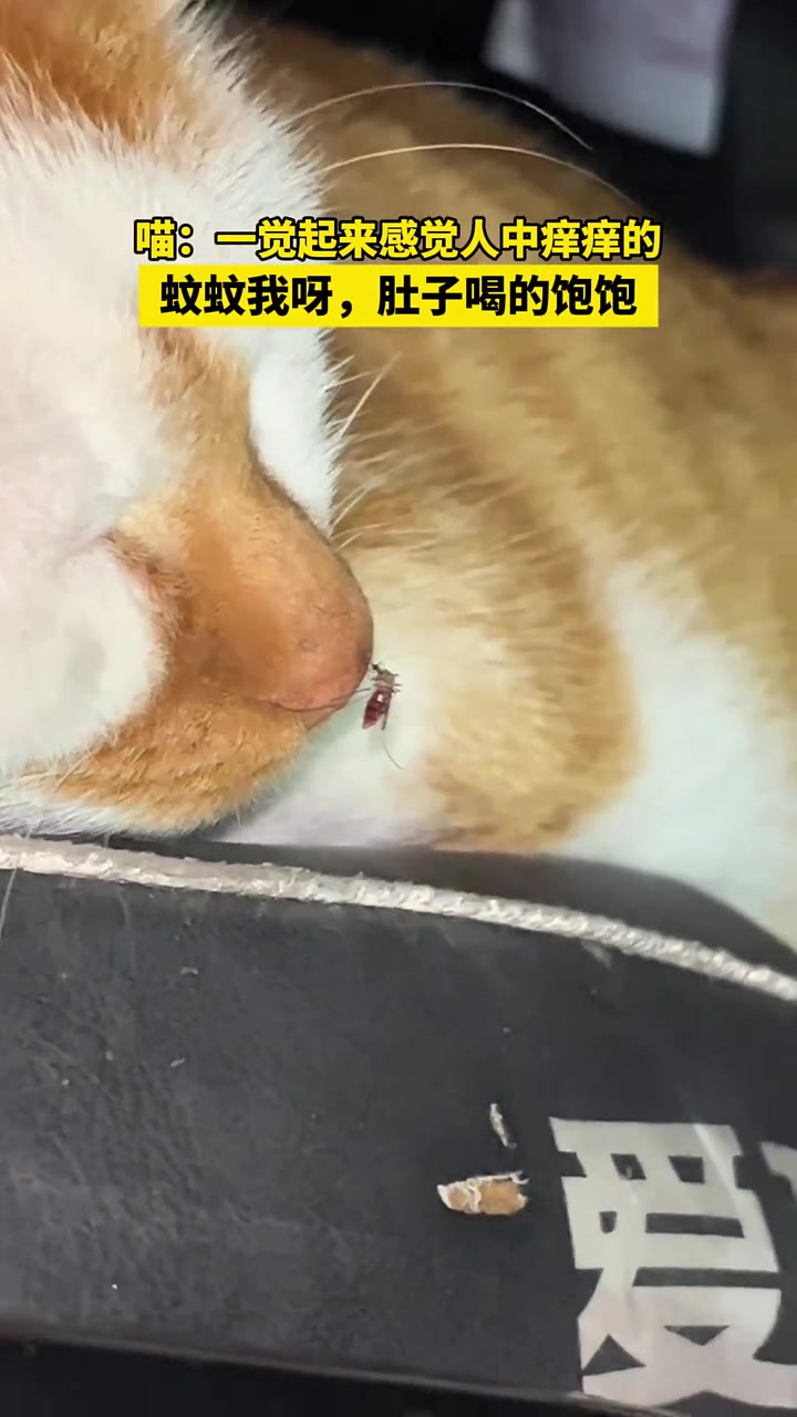 猫猫：一觉起来感觉人中痒痒的