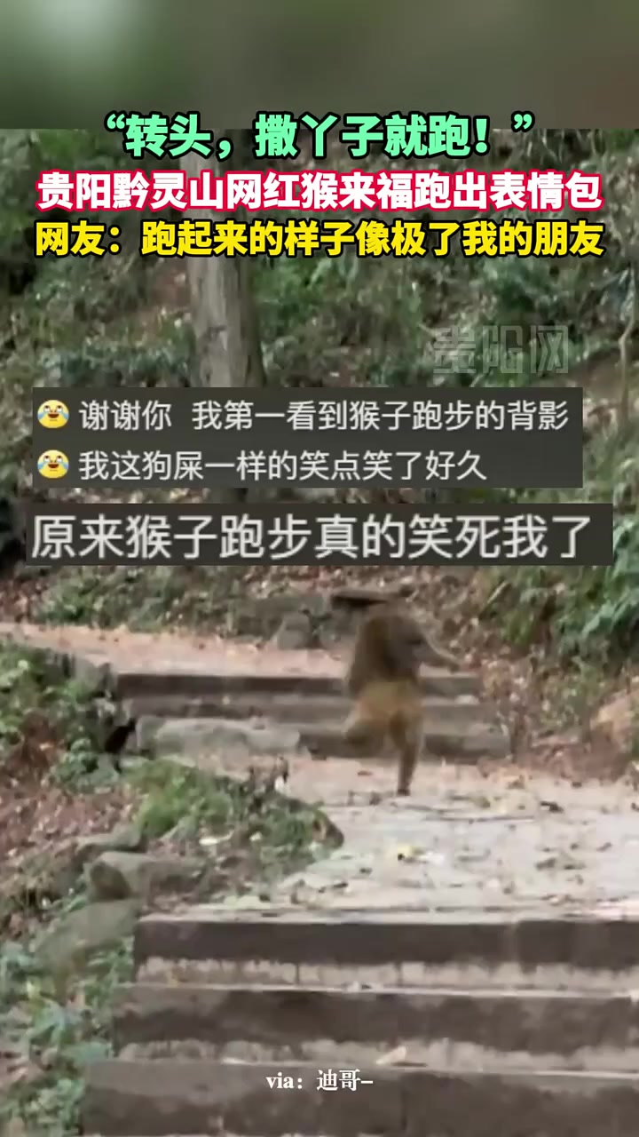 网友：跑起来的样子像极了我的朋友！