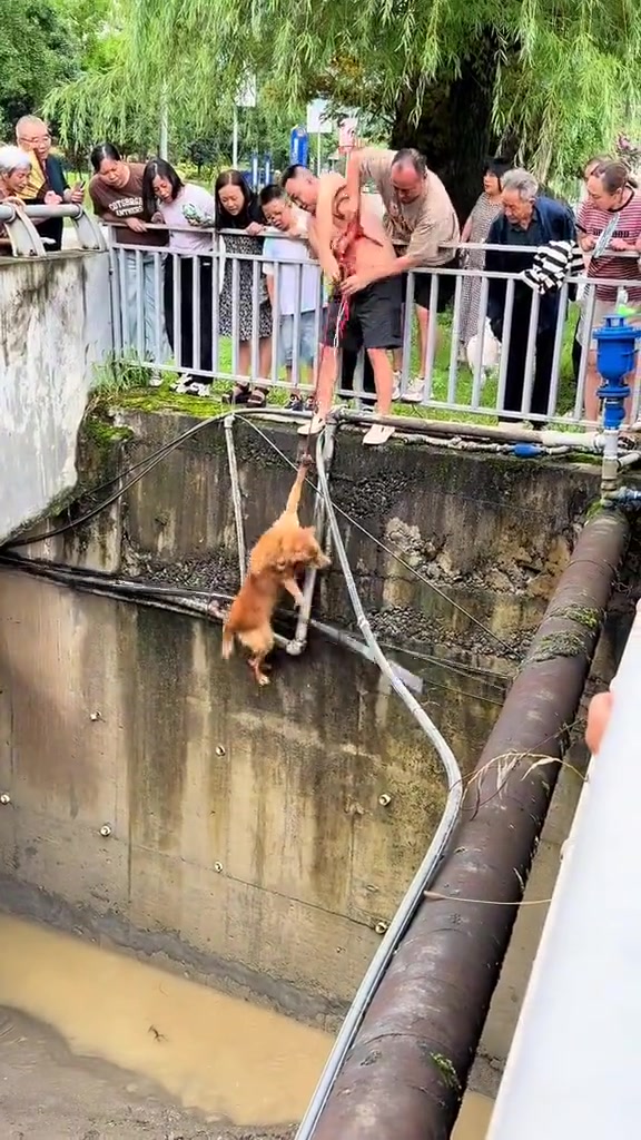 真是太聪明了，知道来救它，自己就把绳子套在身上了