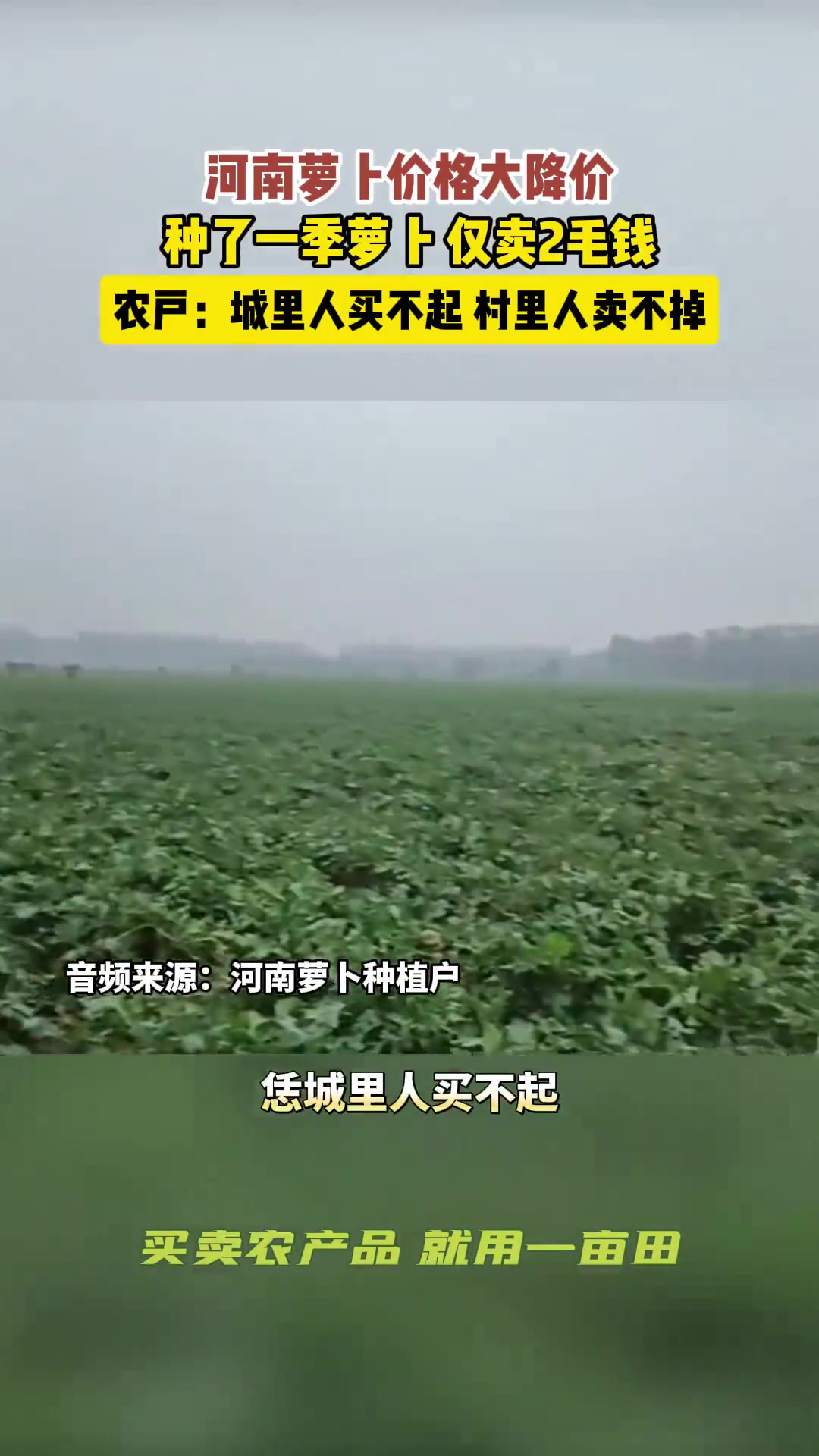 河南萝卜仅卖2毛，城里人买不起，村里人卖不掉