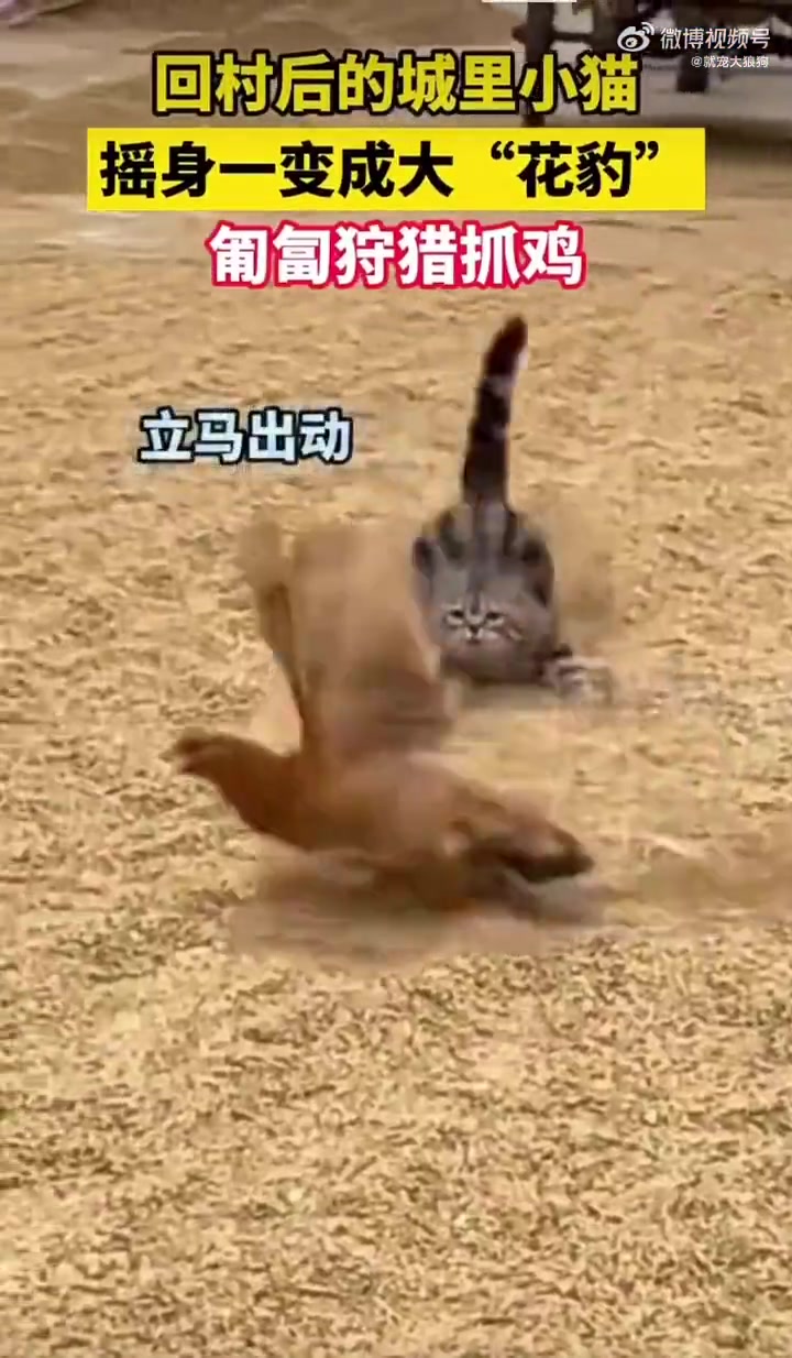 回村小猫变“花豹”，匍匐抓鸡