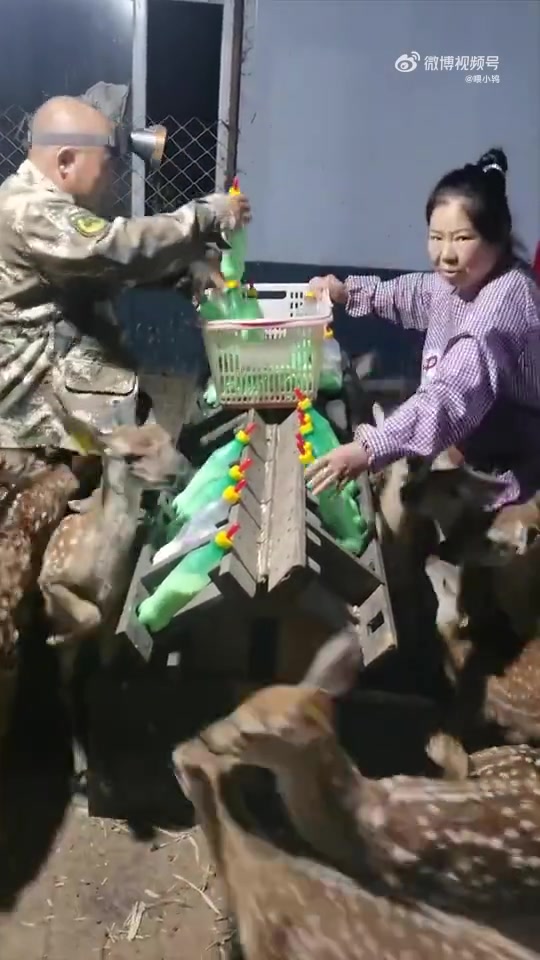 我爹造型像小黄人，小鹿崽20天断奶努力长大