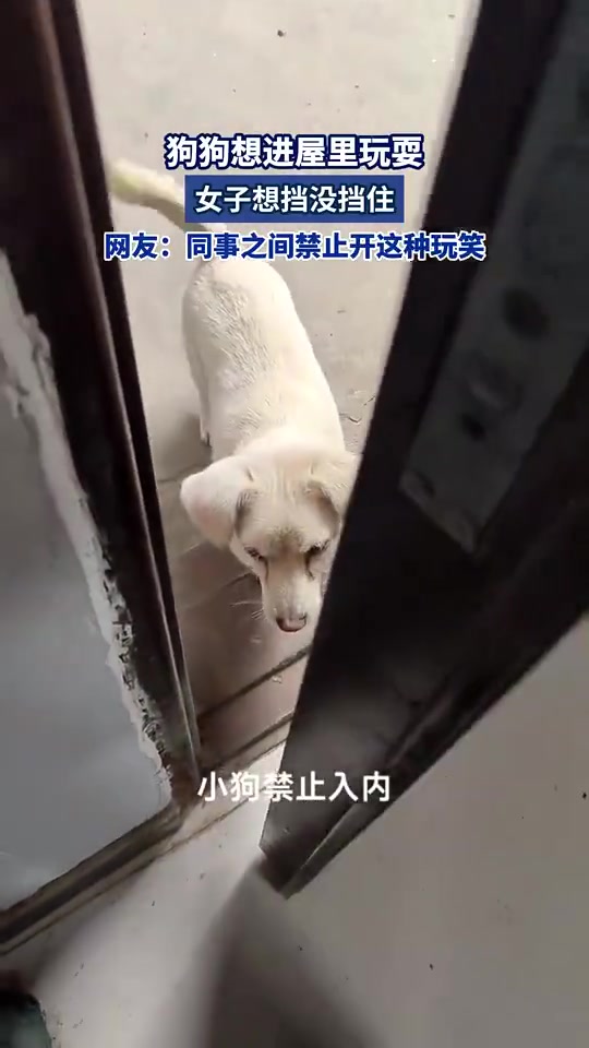 女子挡不住狗狗进屋！