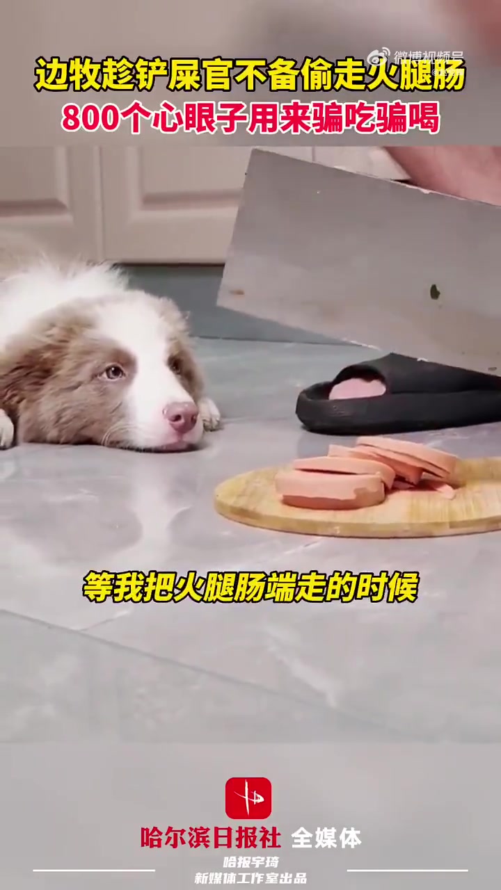 边牧偷藏火腿肠超机灵
