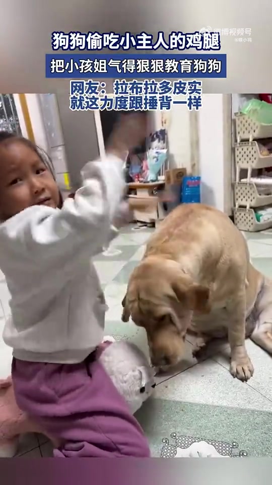 狗狗偷吃鸡腿遭小主人狠教育！