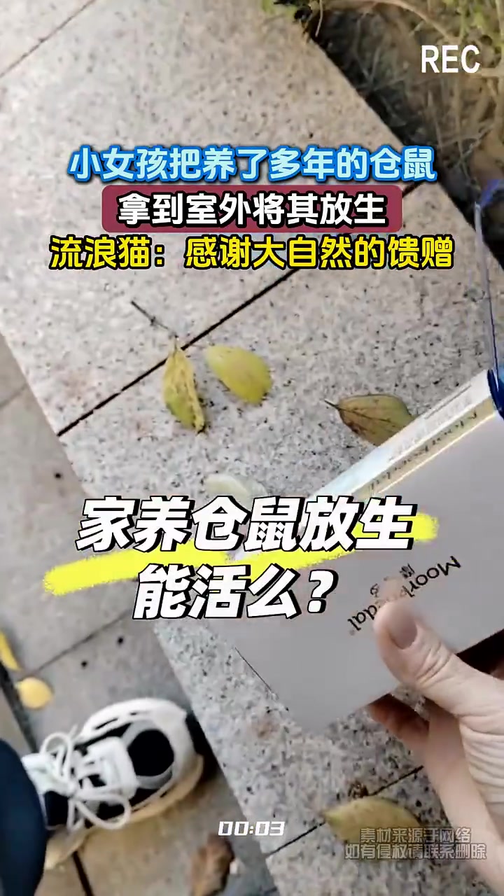 小女孩放生仓鼠，流浪猫：“感恩”！