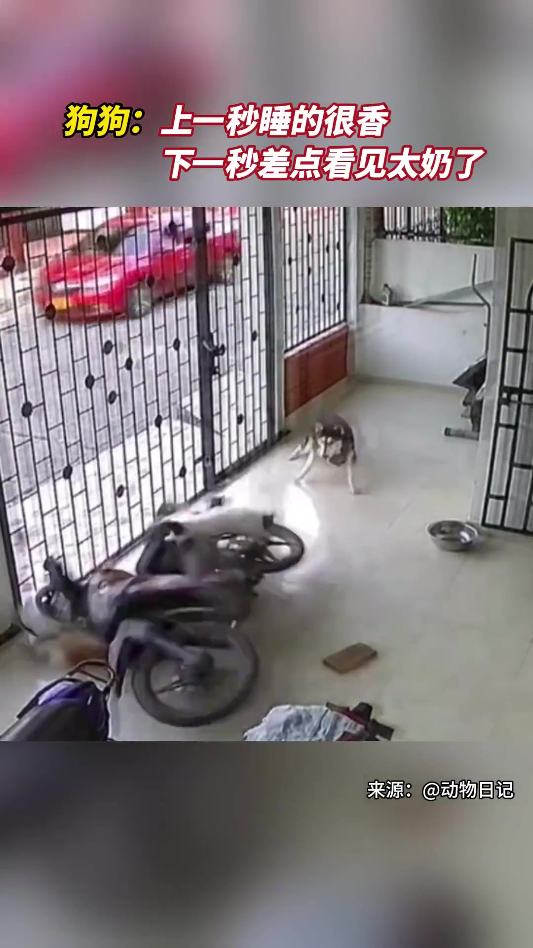 监控“救”狗子！这锅我不背！