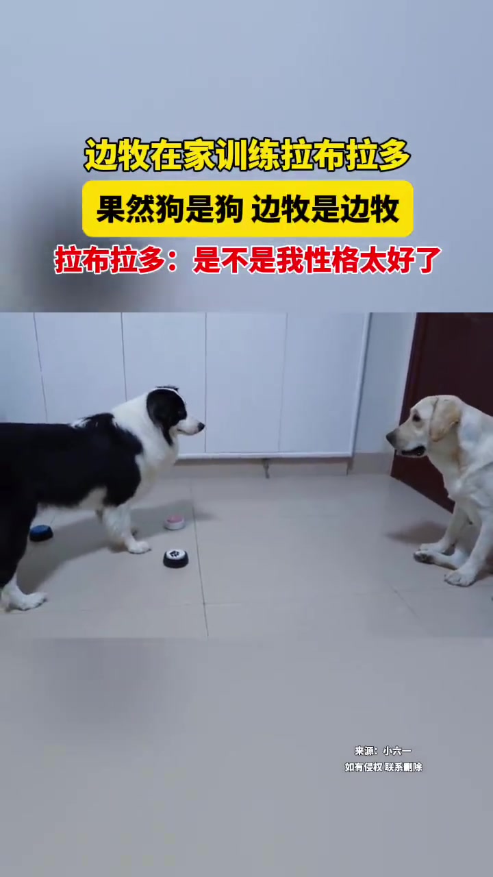 边牧军训拉布拉多！