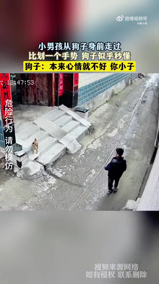 小男孩手势狗子秒懂！