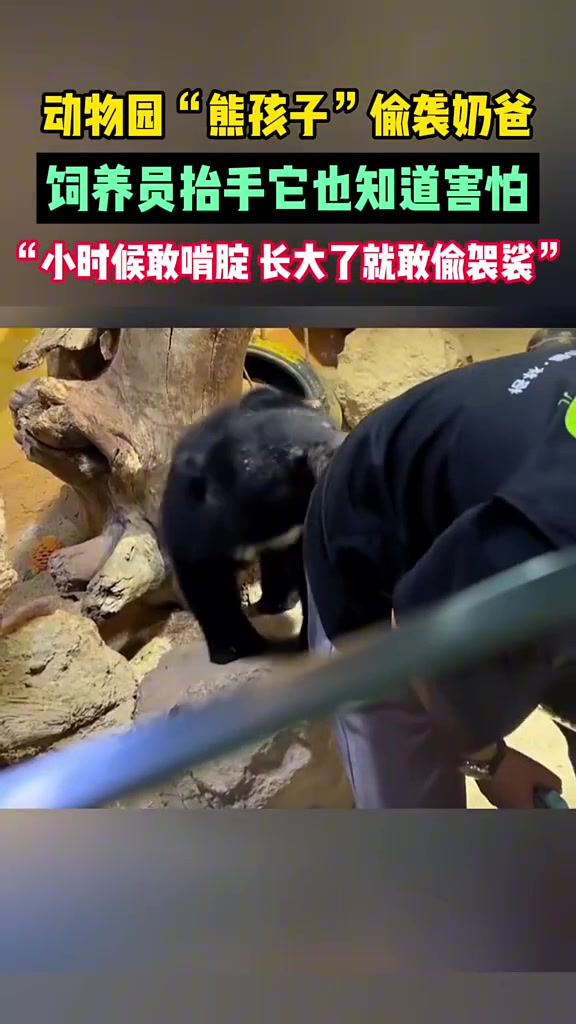 动物园“熊孩子”偷袭奶爸，饲养员抬手它也知道害怕