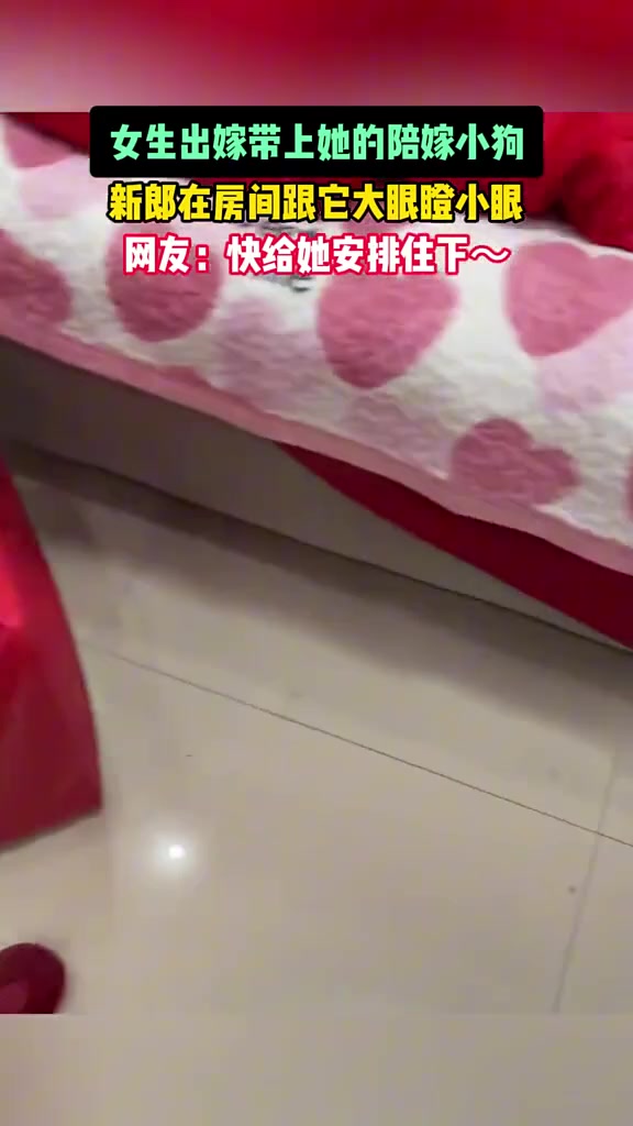 女生出嫁带上她的陪嫁小狗，新郎在房间跟它大眼瞪小眼