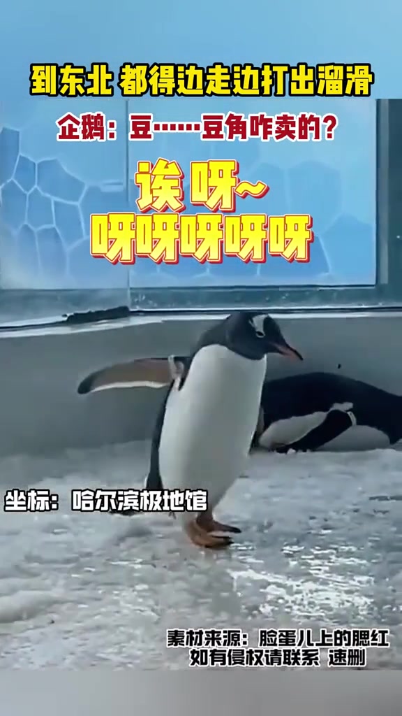 到东北，都得边走边打出溜滑，企鹅：豆豆角咋卖的